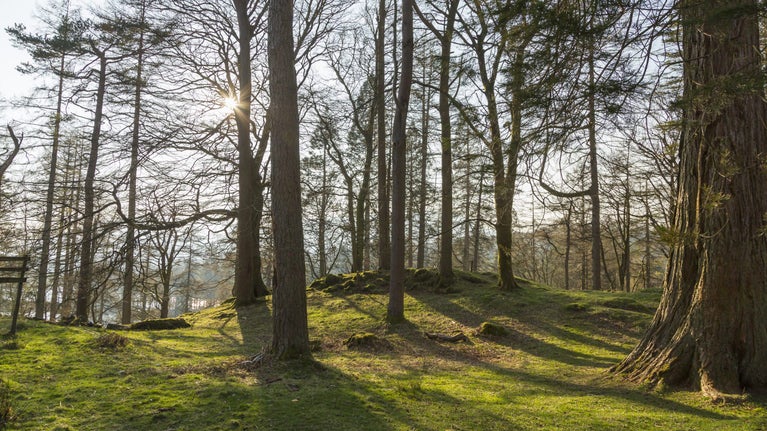 The sun gently shines through tall fir trees at Tarn Hows in Cumbria, casting shadows on the moss covered woodland floor